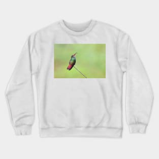 Rufous-tailed hummingbird – Costa Rica Crewneck Sweatshirt